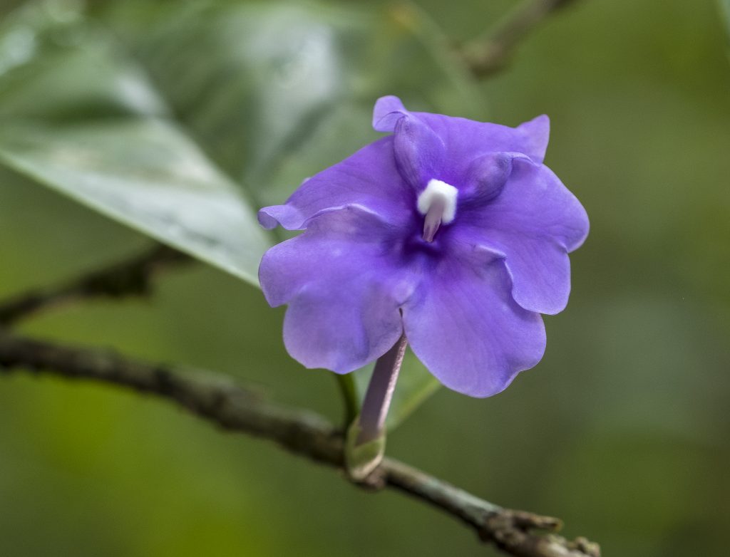 plant spirit dieta with chiricaspi
